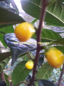 金花茶