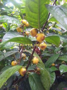 金花茶